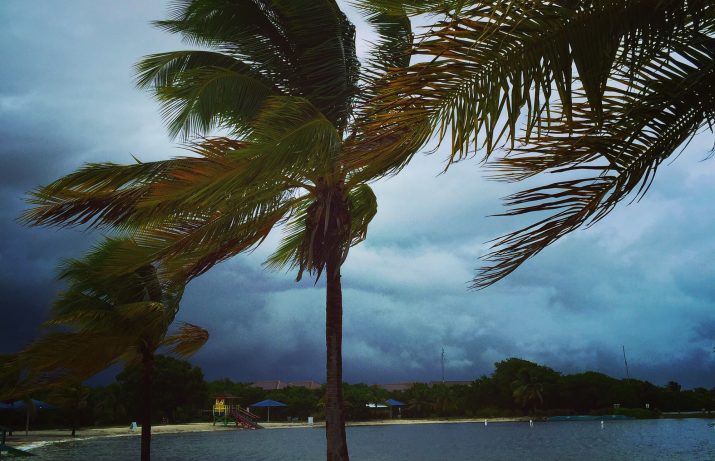 Palm trees and Hurricane winds